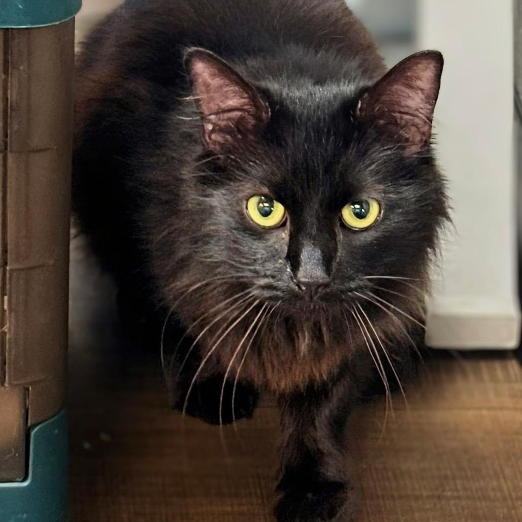 Gregor, Adoptable, Adult Male Domestic Long Hair.