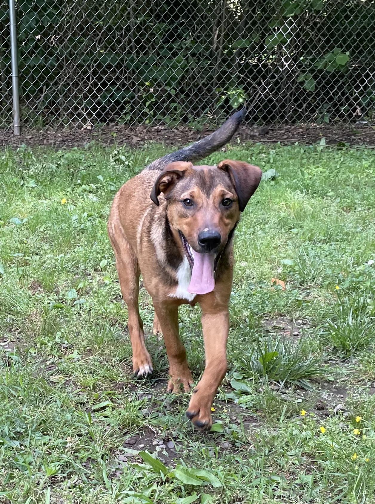 Henry, a Adoptable mixed breed in Heber Springs, AR image 2/6