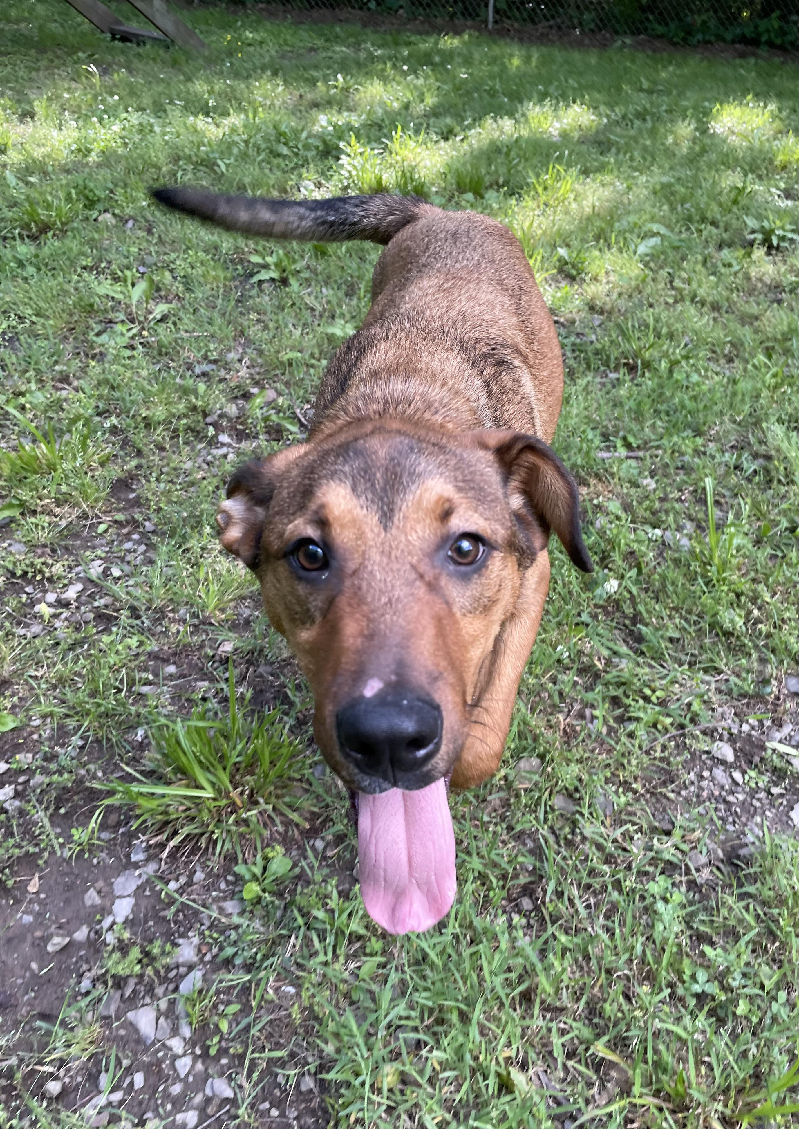 Henry, a Adoptable mixed breed in Heber Springs, AR image 3/6