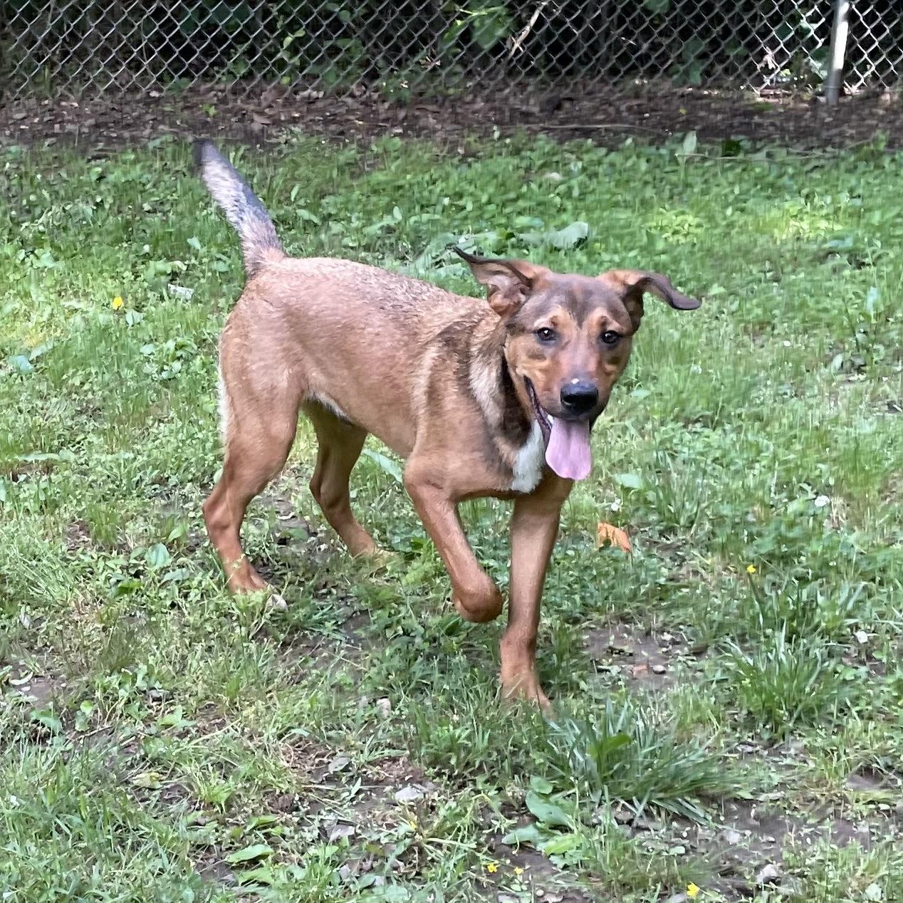 Henry, a Adoptable mixed breed in Heber Springs, AR image 4/6