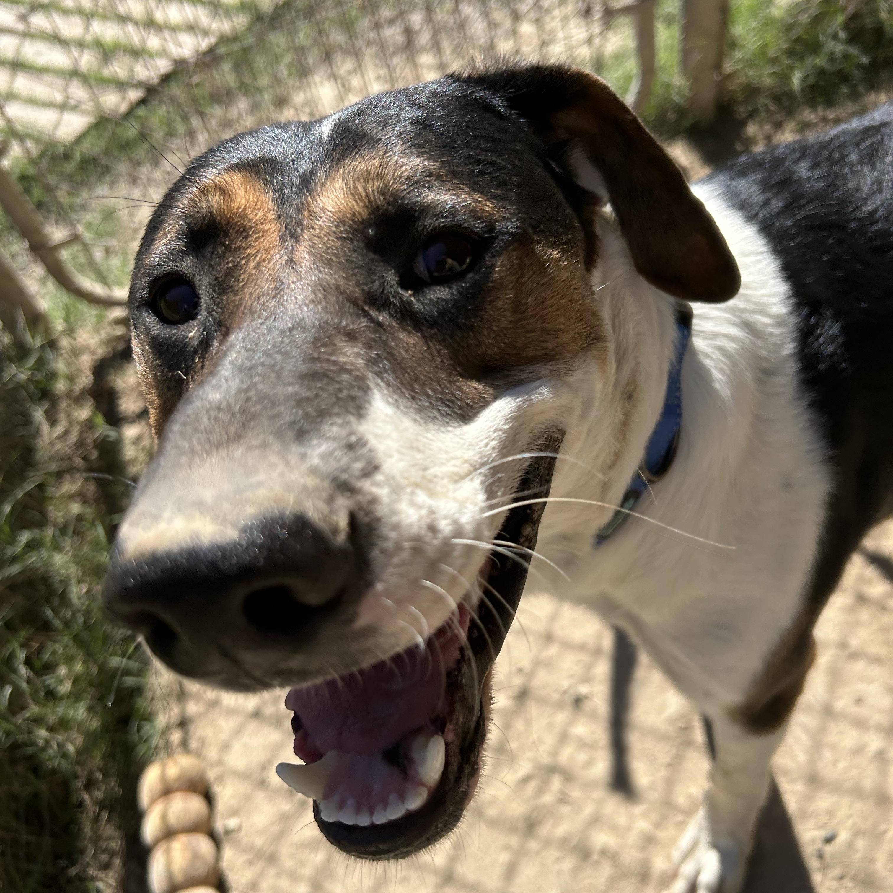 Enlarge Hutch, a Adoptable American Foxhound in Pine Bluff, AR image 1/4