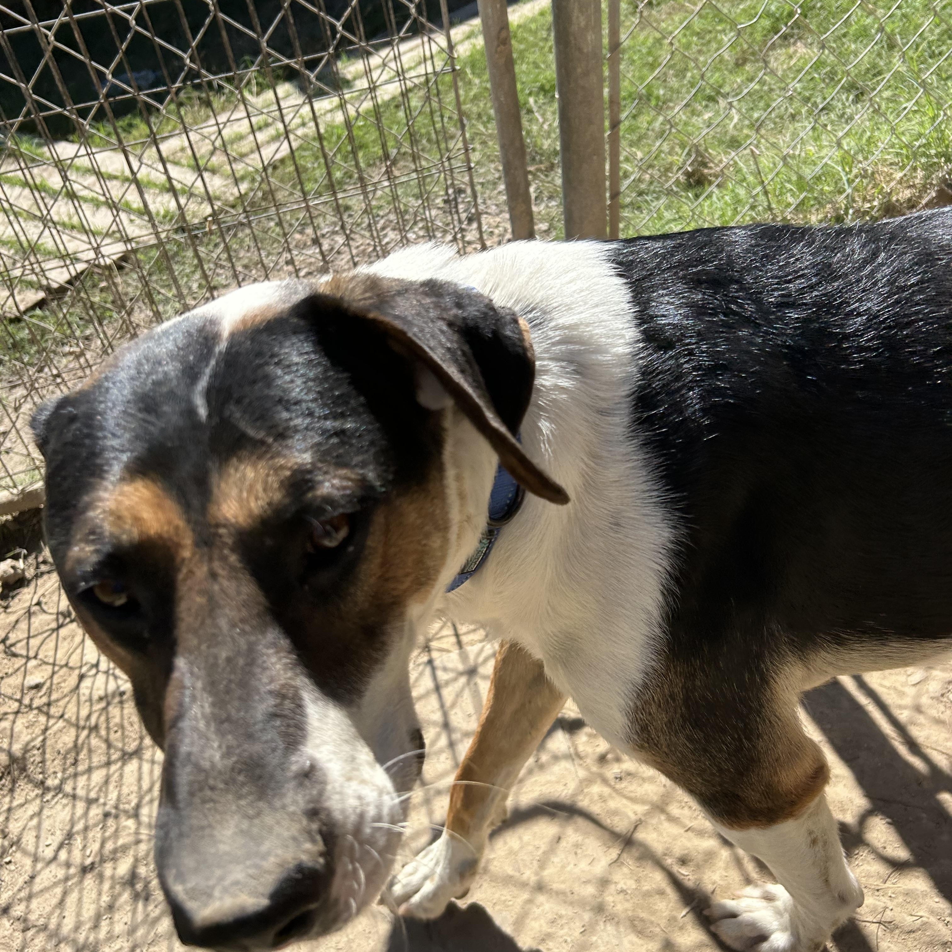 Enlarge Hutch, a Adoptable American Foxhound in Pine Bluff, AR image 2/4