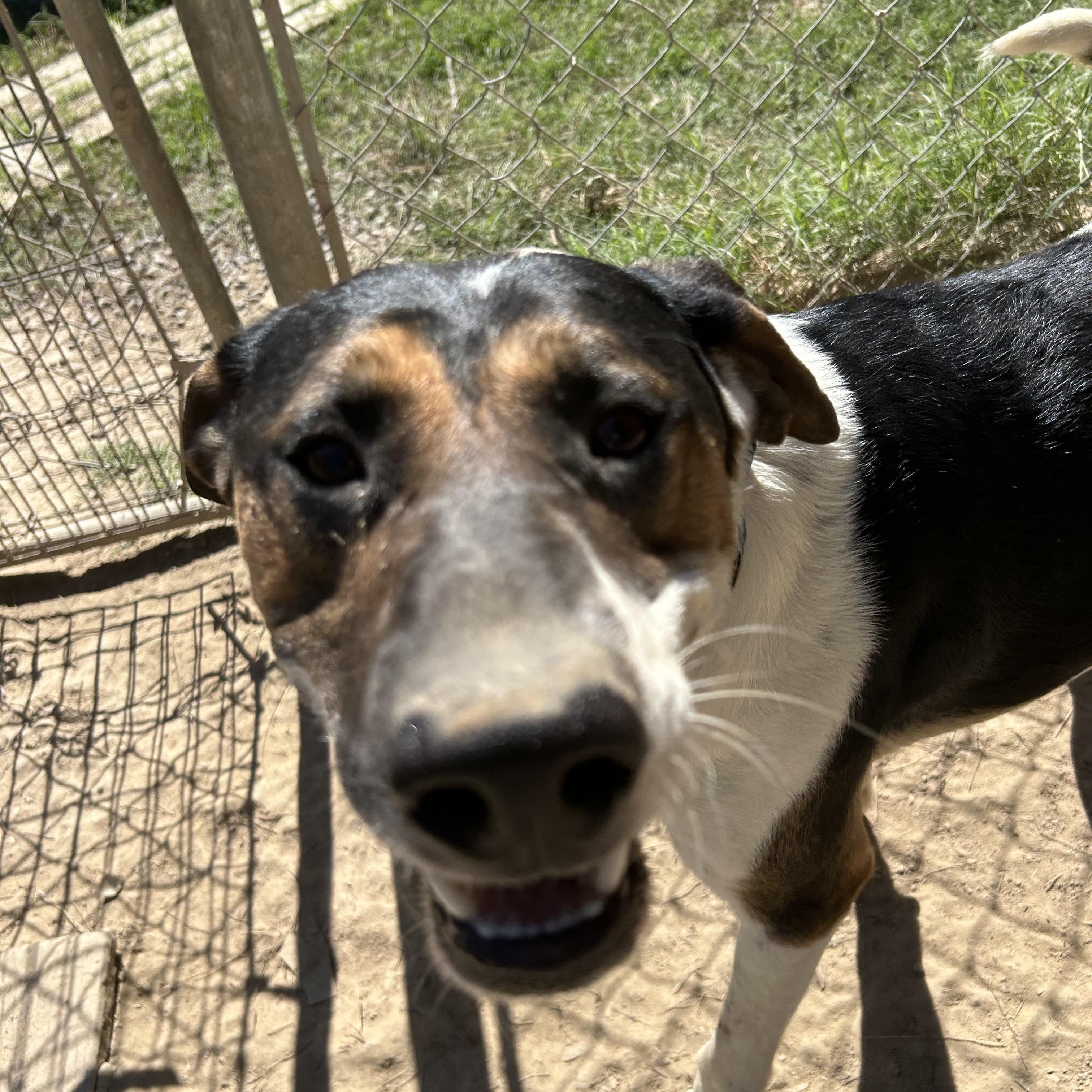 Enlarge Hutch, a Adoptable American Foxhound in Pine Bluff, AR image 3/4