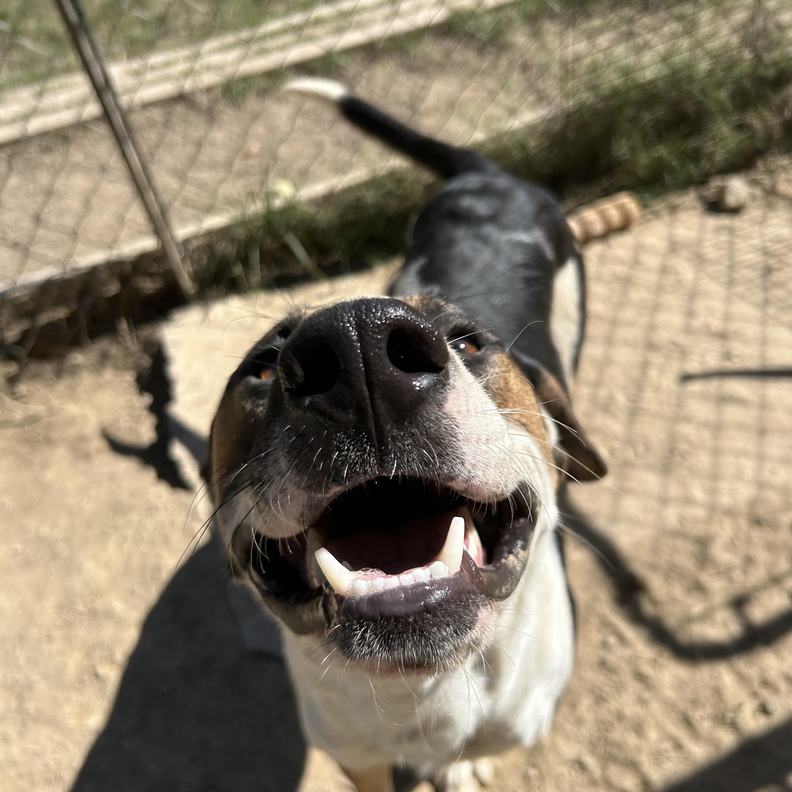 Enlarge Hutch, a Adoptable American Foxhound in Pine Bluff, AR image 4/4