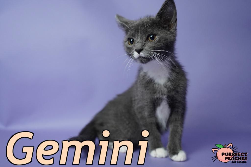 Gemini, Adoptable, Young Female Domestic Short Hair.
