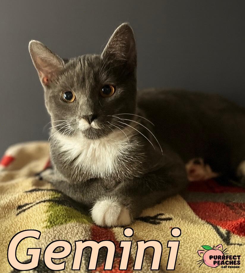 Enlarge Gemini, a Adoptable mixed breed in Douglasville, GA image 2/3