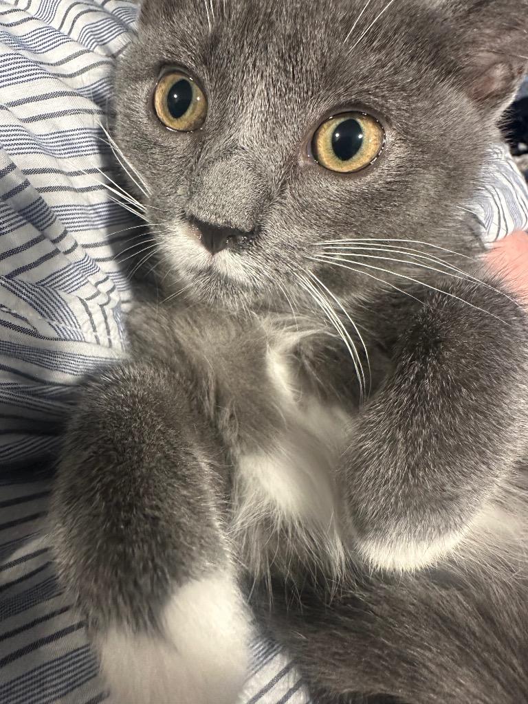 Enlarge Gemini, a Adoptable mixed breed in Douglasville, GA image 3/3