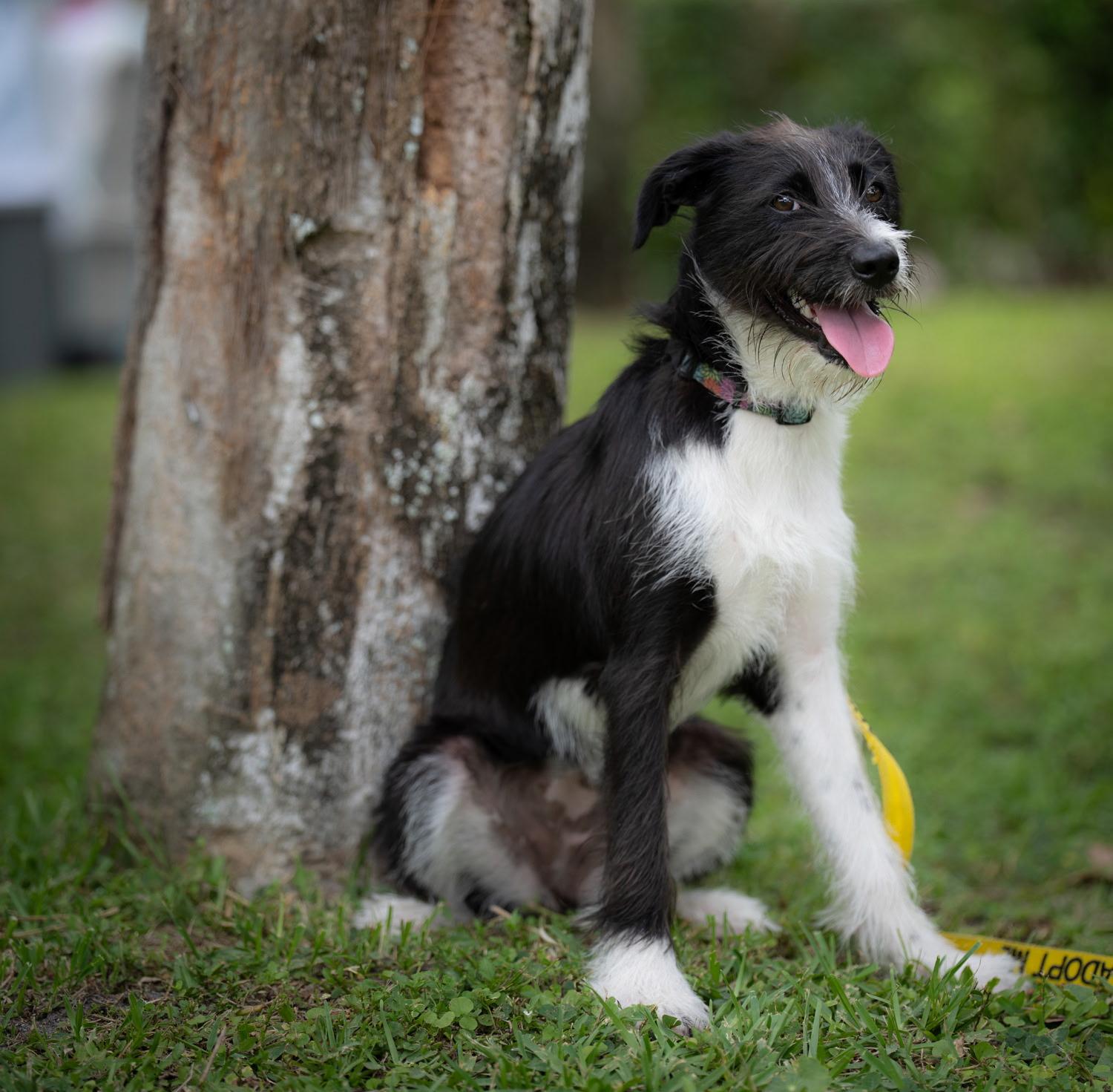 Petuina , ADOPTABLE, Young Female Terrier & Black Labrador Retriever.