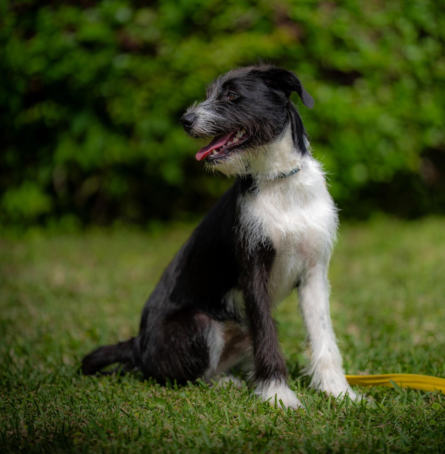 Enlarge Petuina , a ADOPTABLE mixed breed in Loxahatchee, FL image 2/4