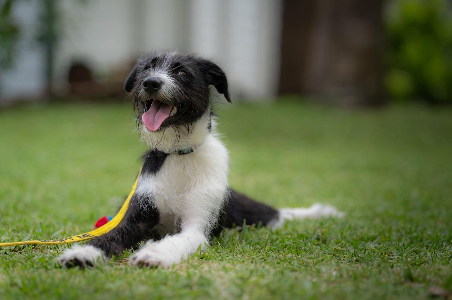 Enlarge Petuina , a ADOPTABLE mixed breed in Loxahatchee, FL image 3/4