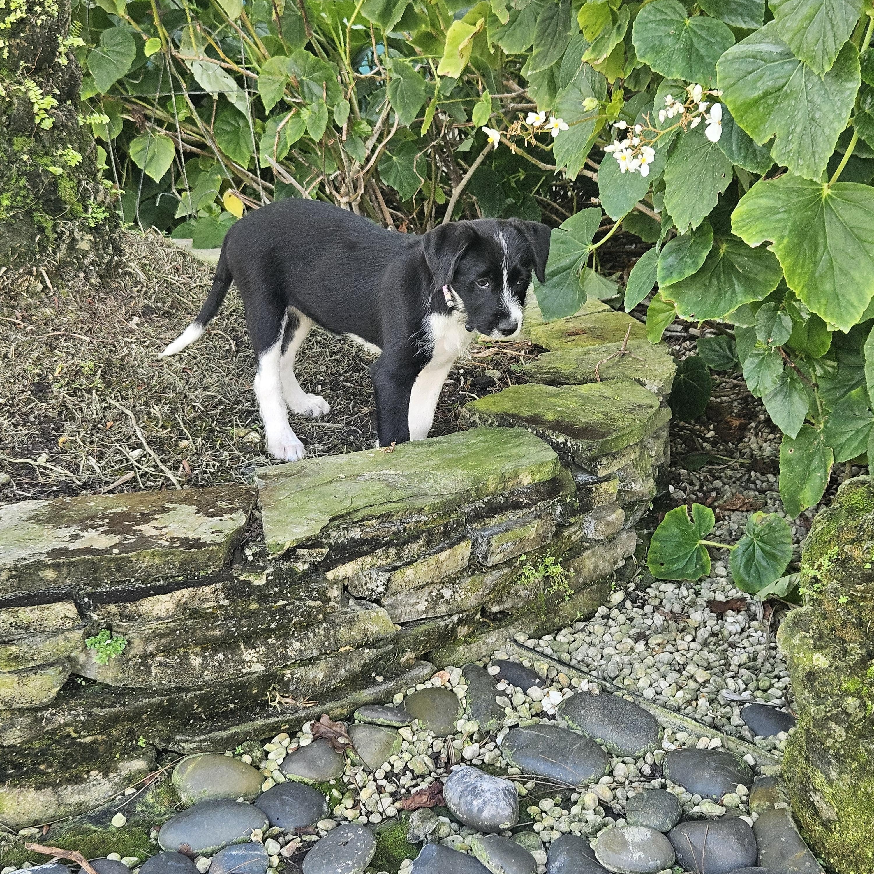 Petuina , ADOPTABLE, Puppy Female Labrador Retriever & German Wirehaired Pointer.
