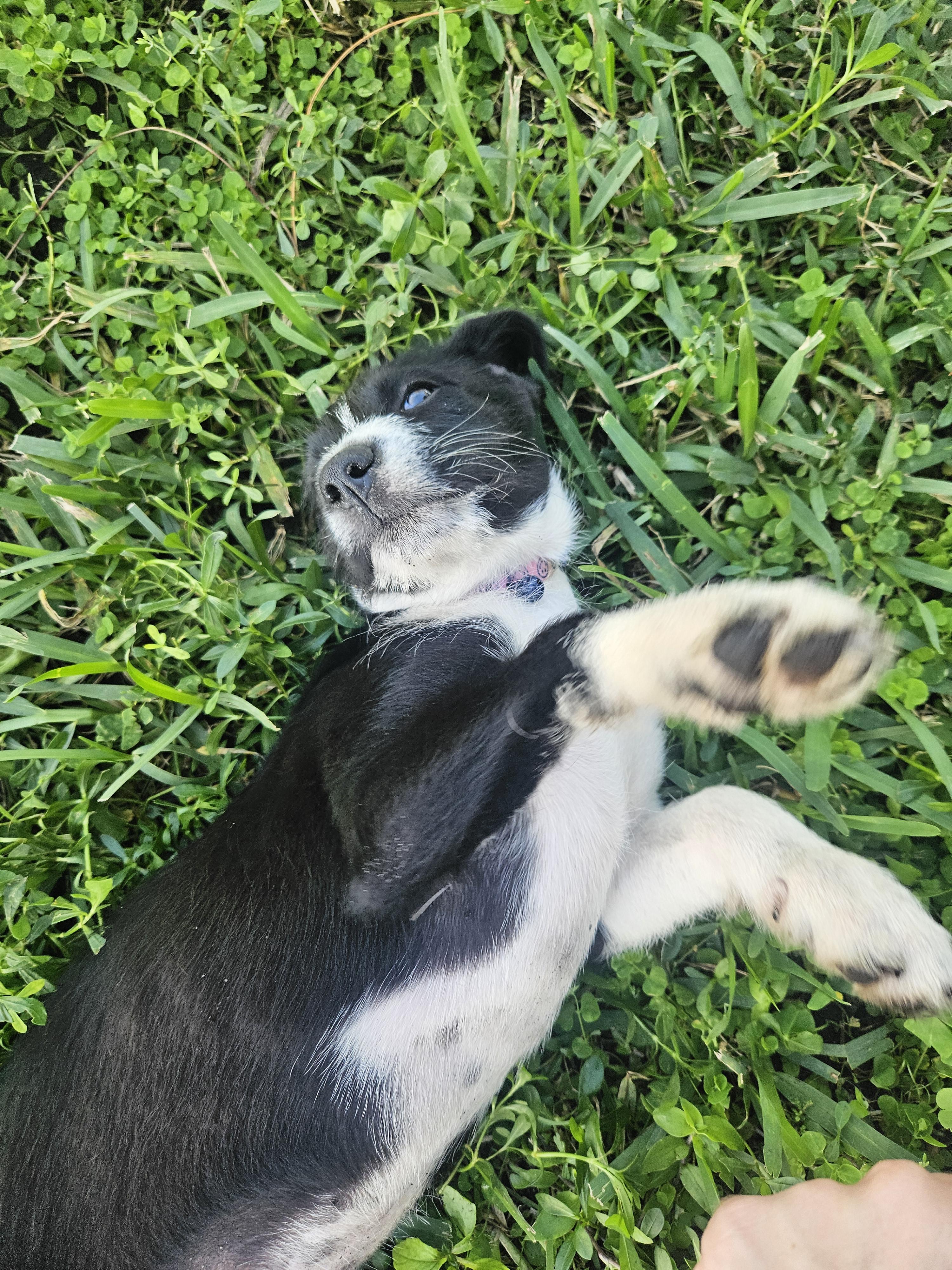 Petuina , a ADOPTABLE mixed breed in Loxahatchee, FL image 2/2