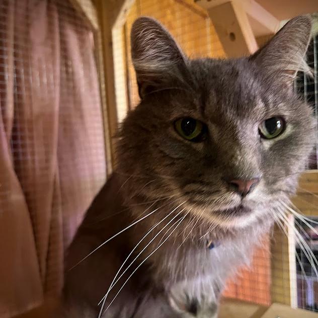 George, Adoptable, Senior Male Domestic Medium Hair.