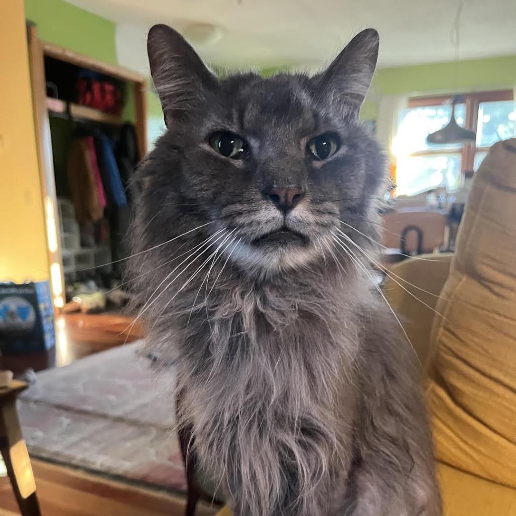 Enlarge George, a Adoptable Domestic Medium Hair in Madison, WI image 2/6