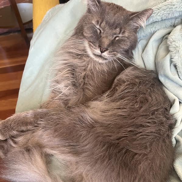 Enlarge George, a Adoptable Domestic Medium Hair in Madison, WI image 3/6