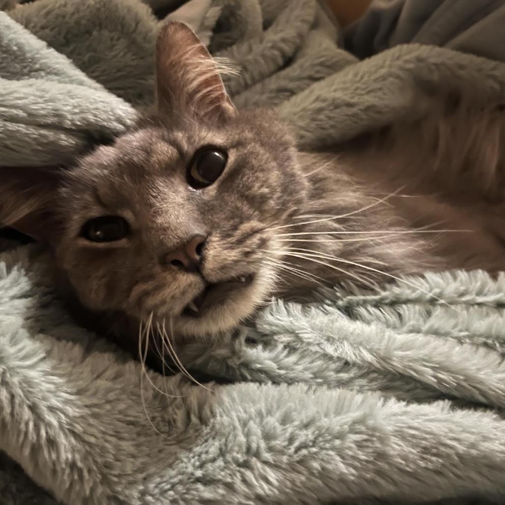 Enlarge George, a Adoptable Domestic Medium Hair in Madison, WI image 3/6