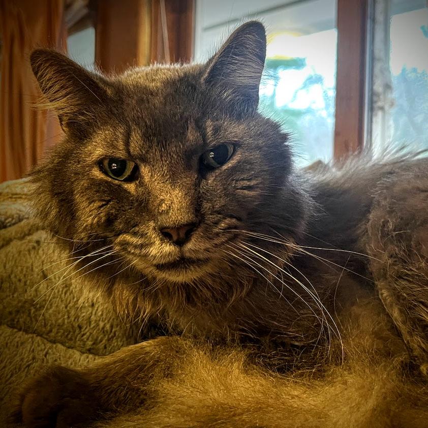 George, a Adoptable Domestic Medium Hair in Madison, WI image 2/3