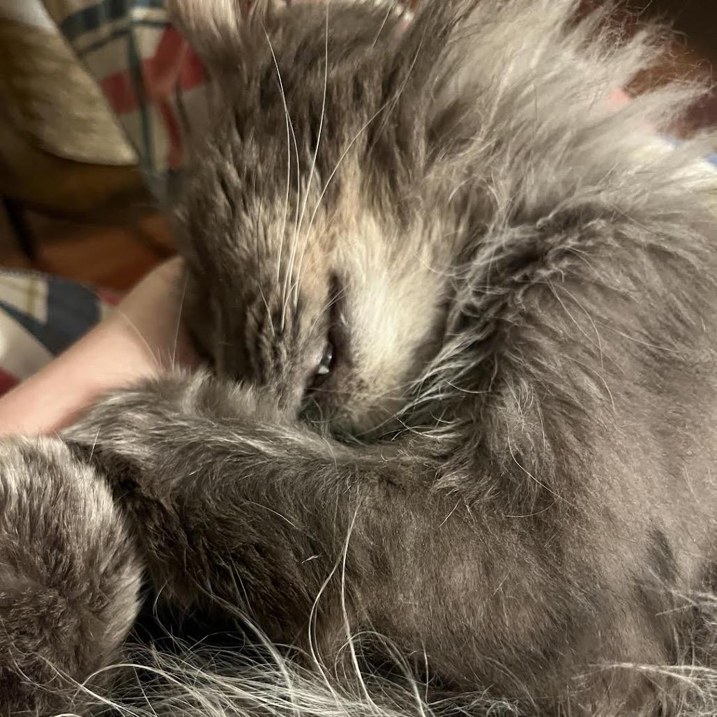 Enlarge George, a Adoptable Domestic Medium Hair in Madison, WI image 5/6