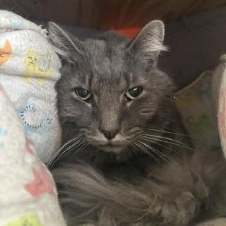 George, a Adoptable Domestic Medium Hair in Madison, WI image 3/3