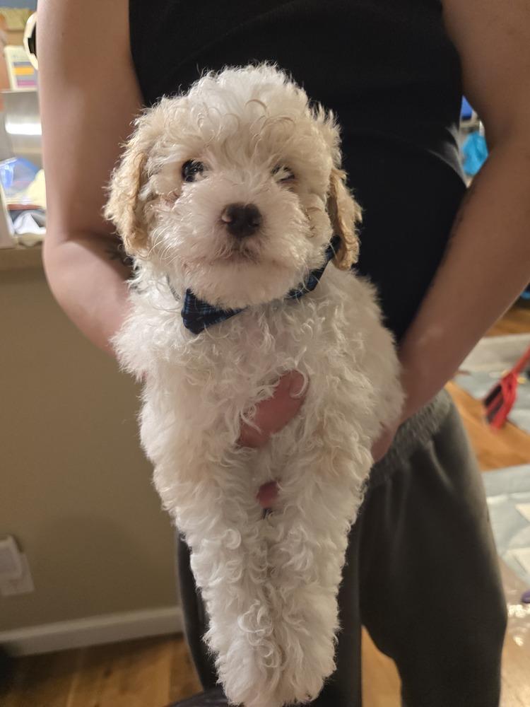 Enlarge Latte, a Adopted mixed breed in Pacifica, CA image 1/4
