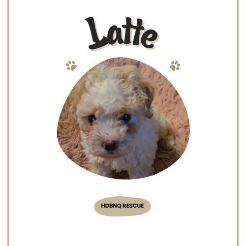 Enlarge Latte, a Adopted mixed breed in Pacifica, CA image 3/4