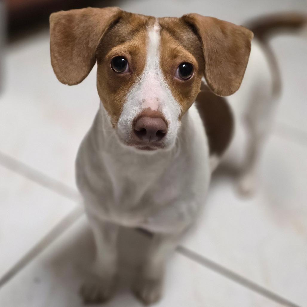 Shiloh, Adoptable, Adult Female Beagle & Chihuahua.