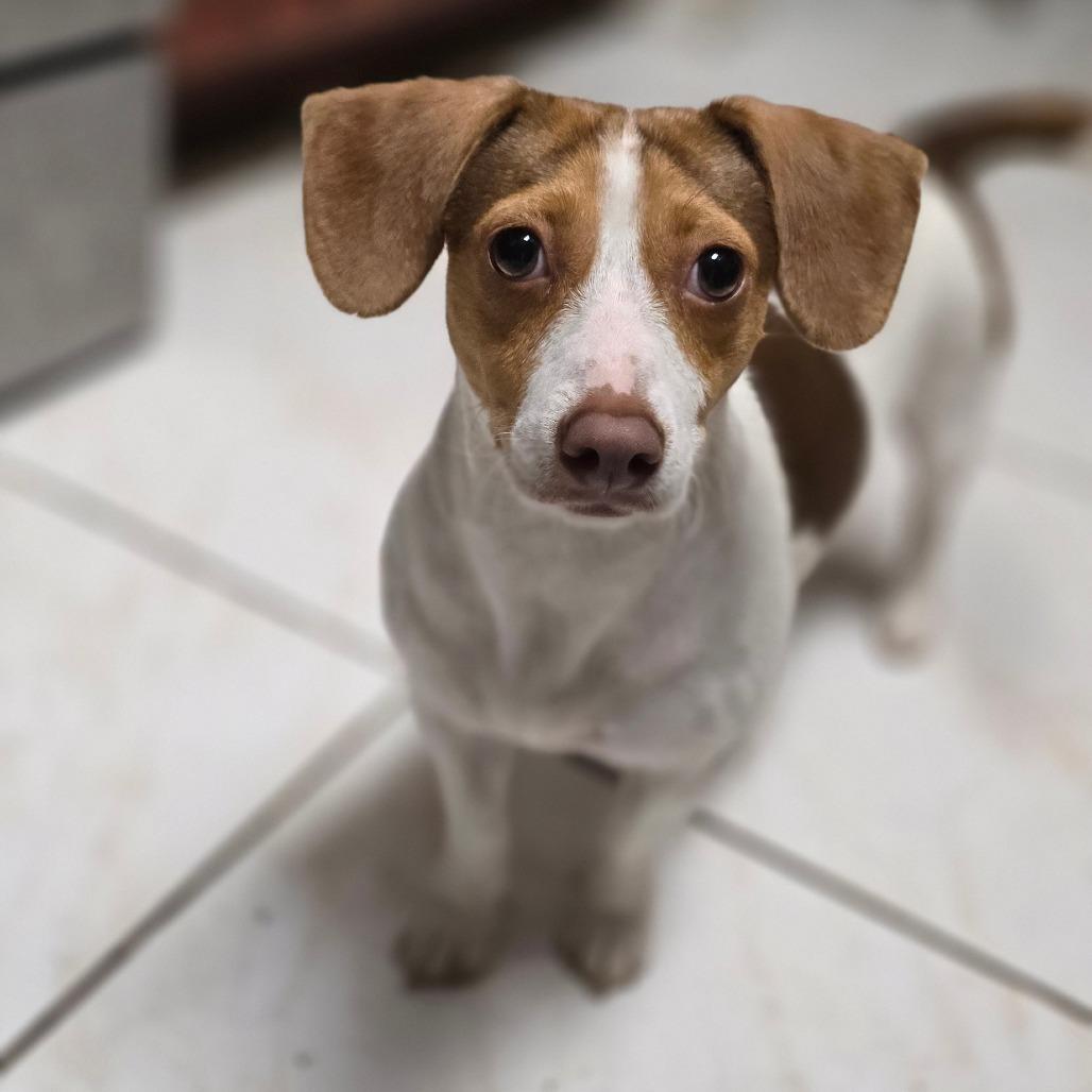 Enlarge Shiloh, a Adoptable mixed breed in Kissimmee, FL image 2/2