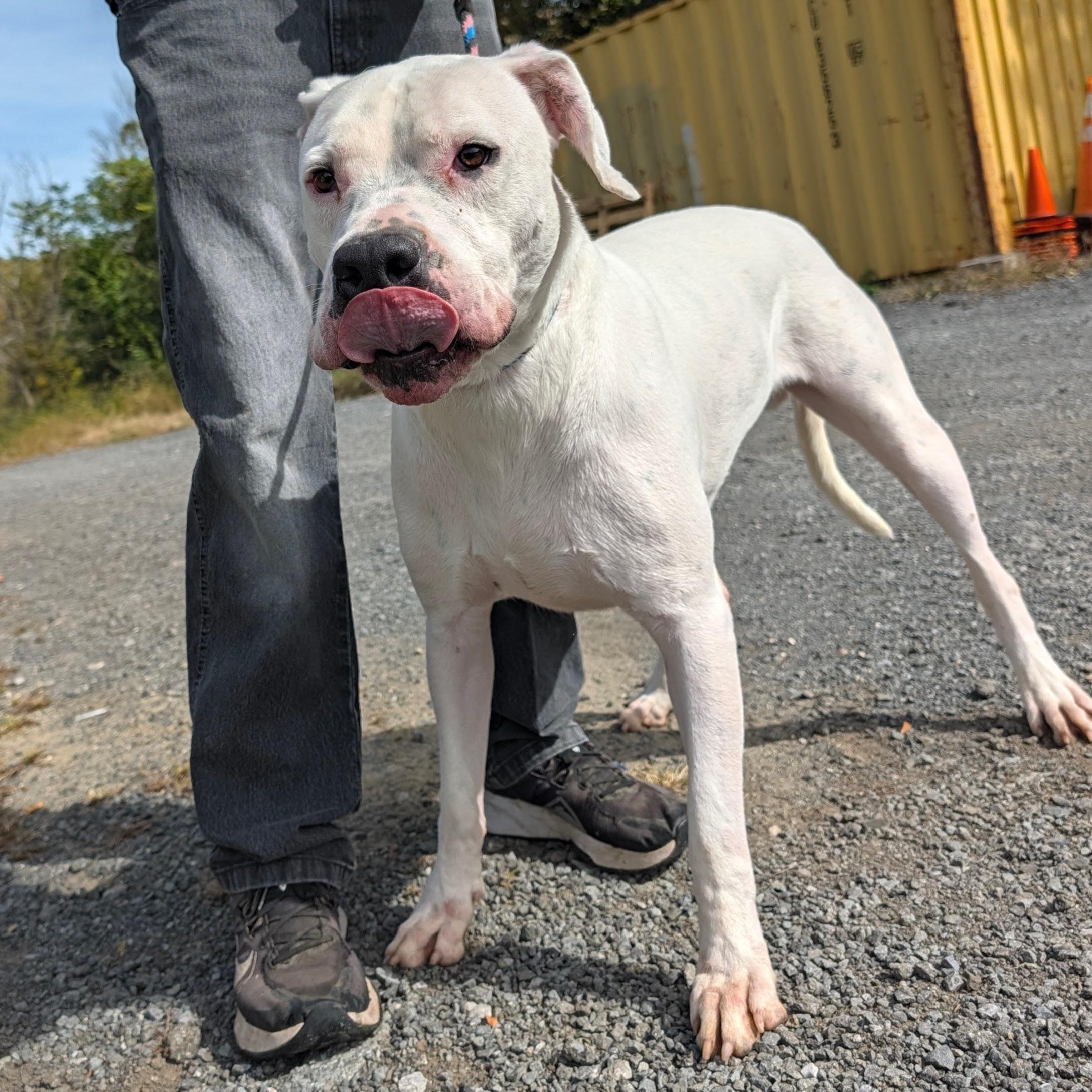 Enlarge Tango, a Adoptable mixed breed in New Windsor, NY image 2/3