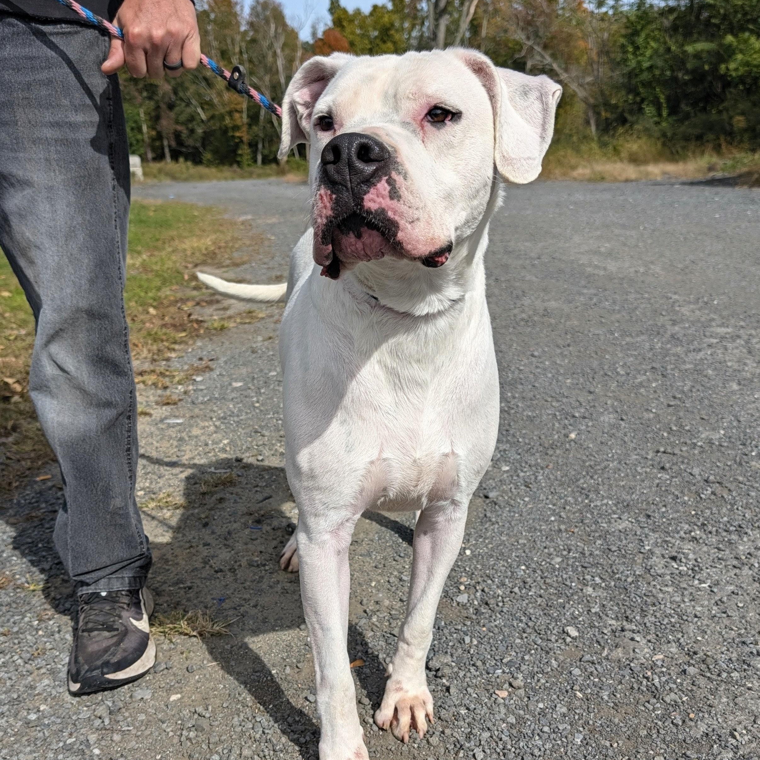 Enlarge Tango, a Adoptable mixed breed in New Windsor, NY image 3/3