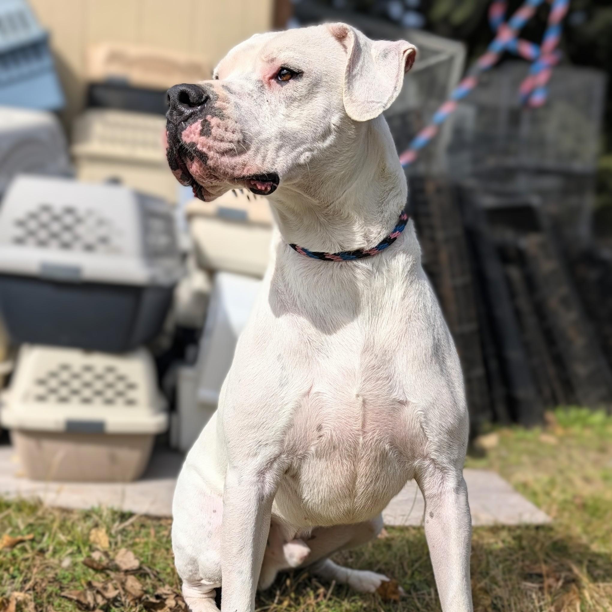 Enlarge Tango, a Adoptable mixed breed in New Windsor, NY image 1/3