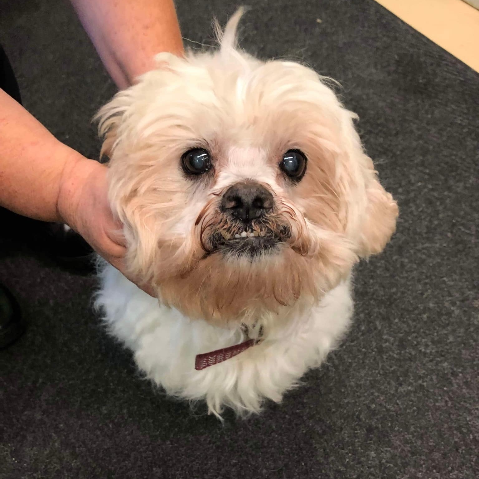 Enlarge Frodo - sponsor me, a Adoptable Lhasa Apso in Homer Glen, IL image 2/5