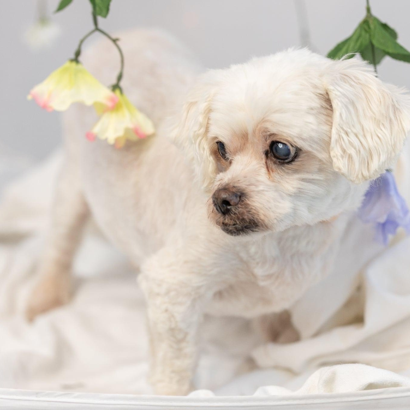 Frodo - sponsor me, Adoptable, Senior Male Lhasa Apso.