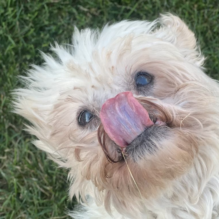 Enlarge Frodo - sponsor me, a Adoptable Lhasa Apso in Homer Glen, IL image 4/5