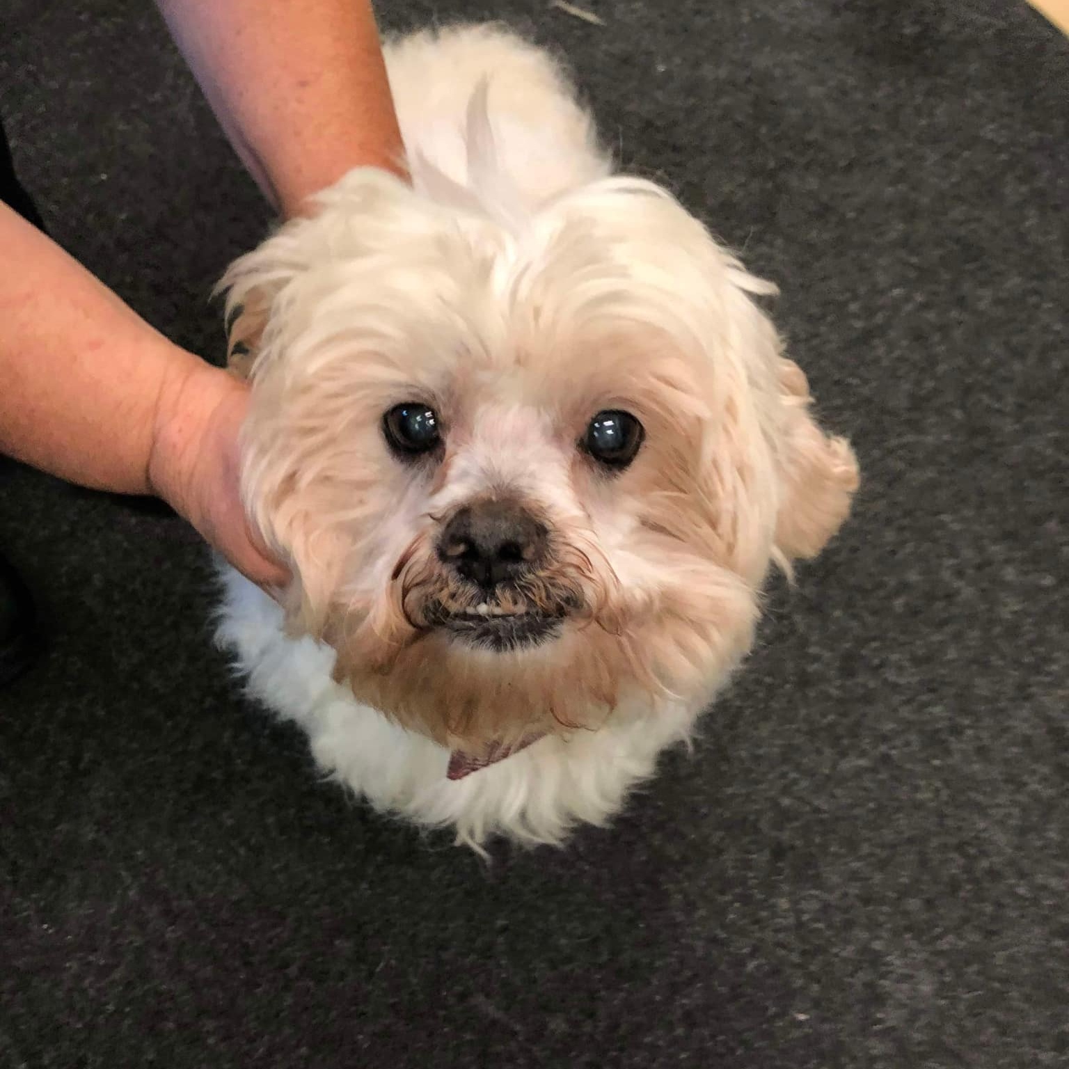 Enlarge Frodo - sponsor me, a Adoptable Lhasa Apso in Homer Glen, IL image 3/5
