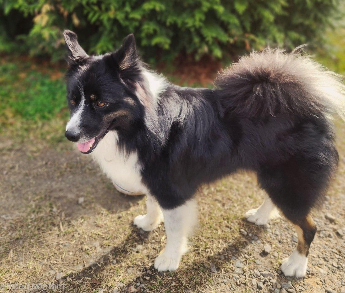 Kiko, an adopted Australian Shepherd in Manhasset, NY image 3/5