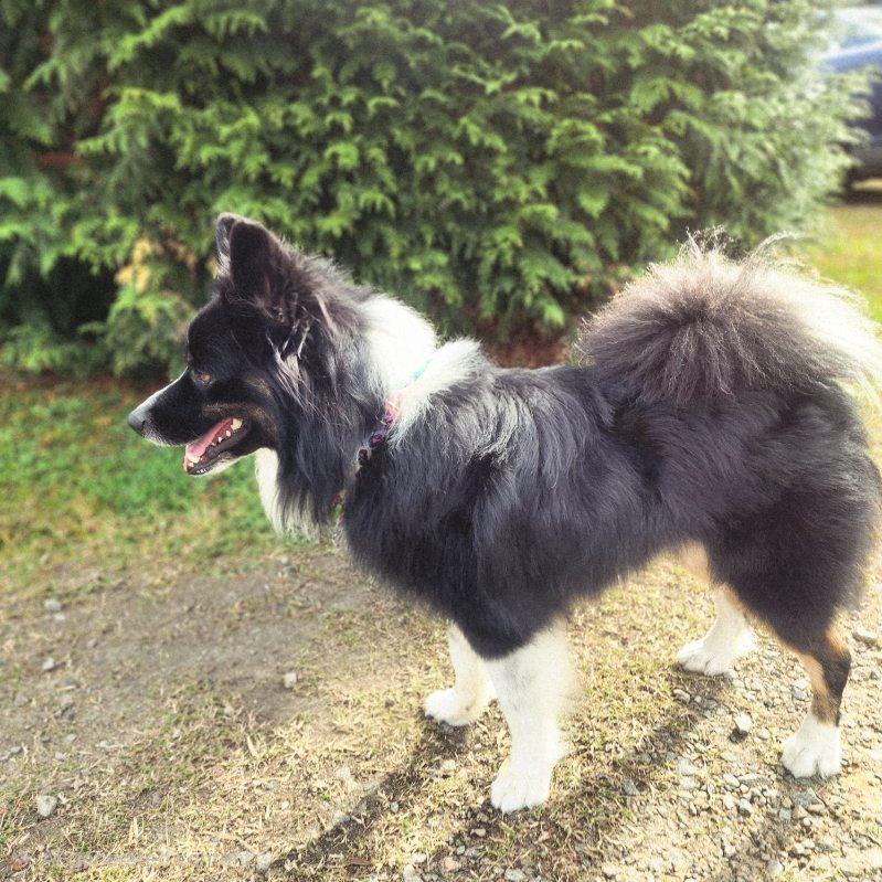 Kiko, an adopted Australian Shepherd in Manhasset, NY image 5/5