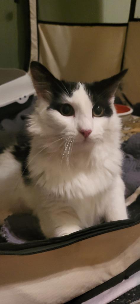 Milk RJ, Adoptable, Kitten Female Domestic Long Hair.