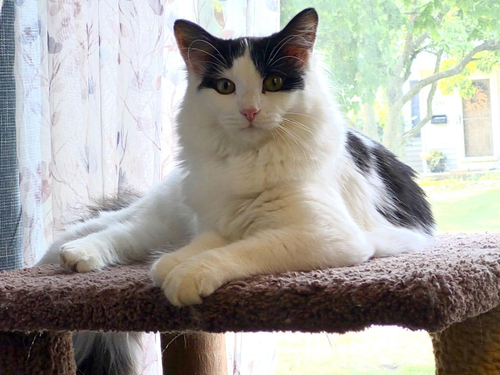 Milk RJ, a Adoptable mixed breed in Newaygo, MI image 2/4