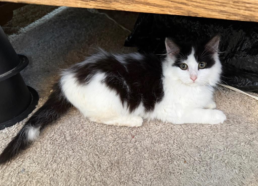 Enlarge Milk RJ, a Adoptable mixed breed in Newaygo, MI image 2/3