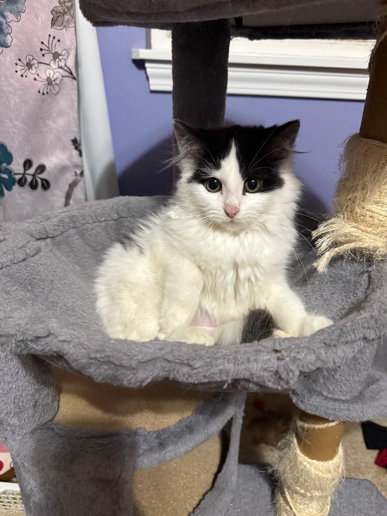 Enlarge Milk RJ, a Adoptable mixed breed in Newaygo, MI image 3/3