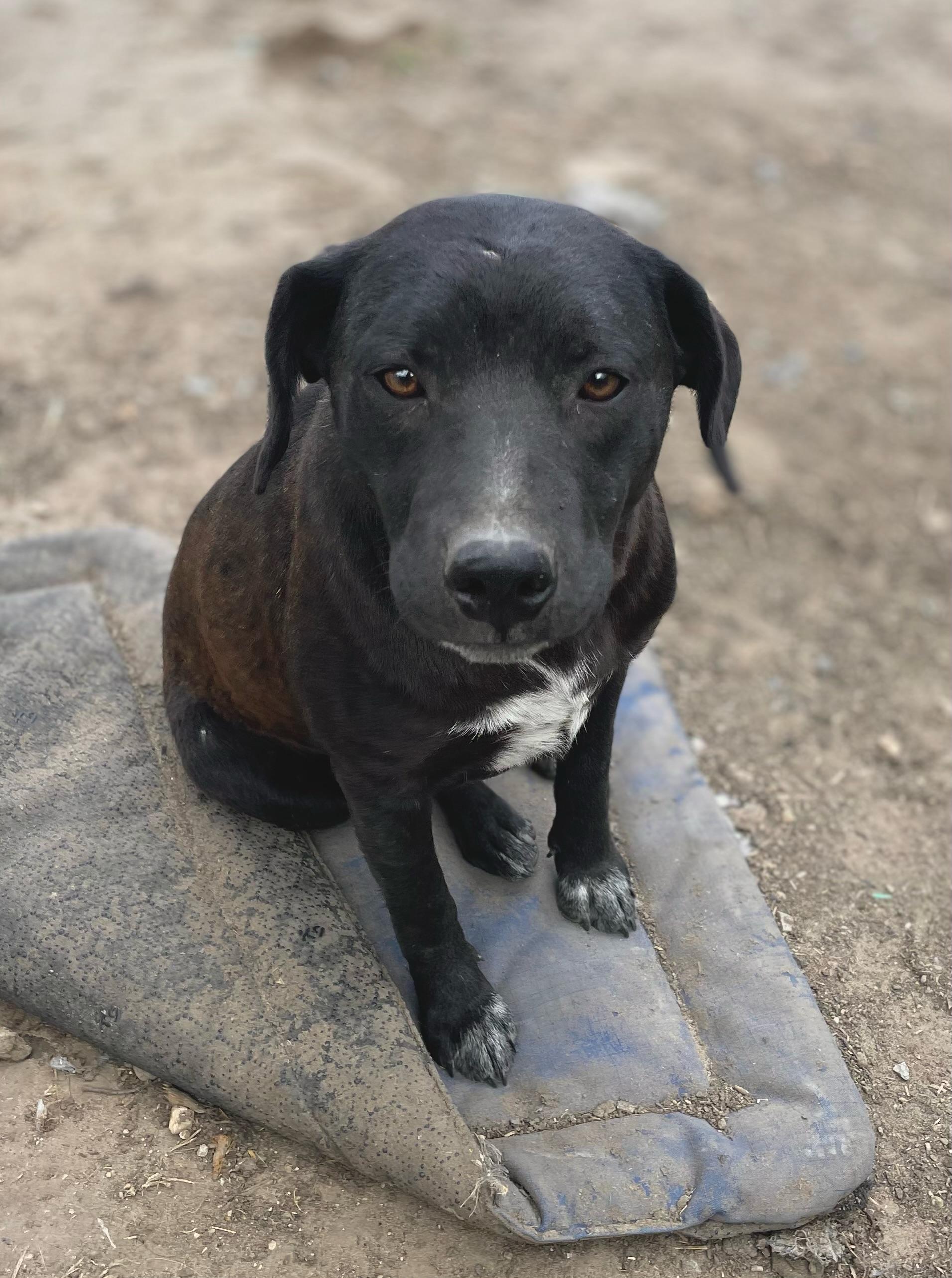 Mikko, Adoptable, Adult Female Labrador Retriever & Shepherd.