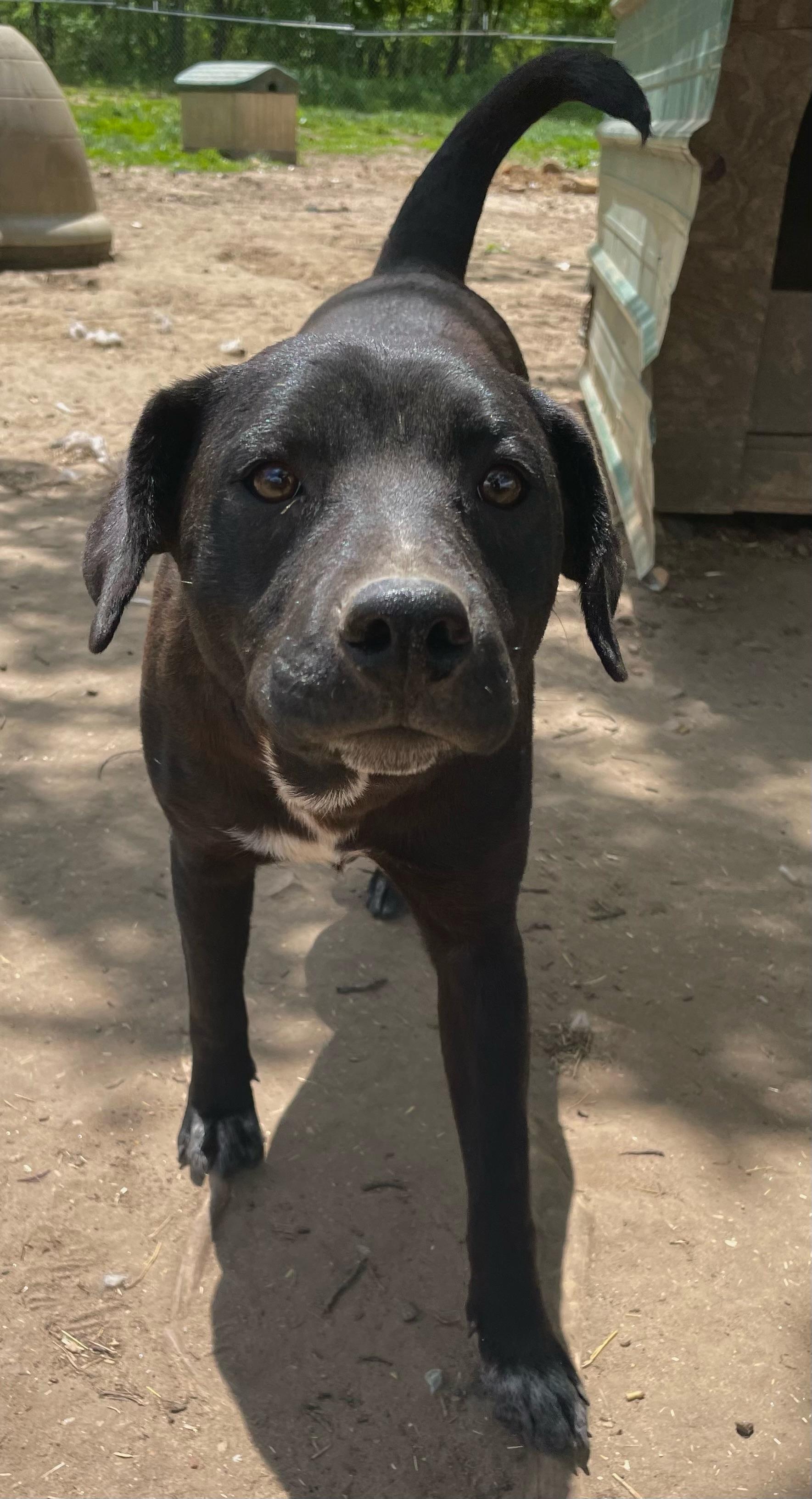 Enlarge Mikko, a Adoptable mixed breed in Tracy City , TN image 2/3