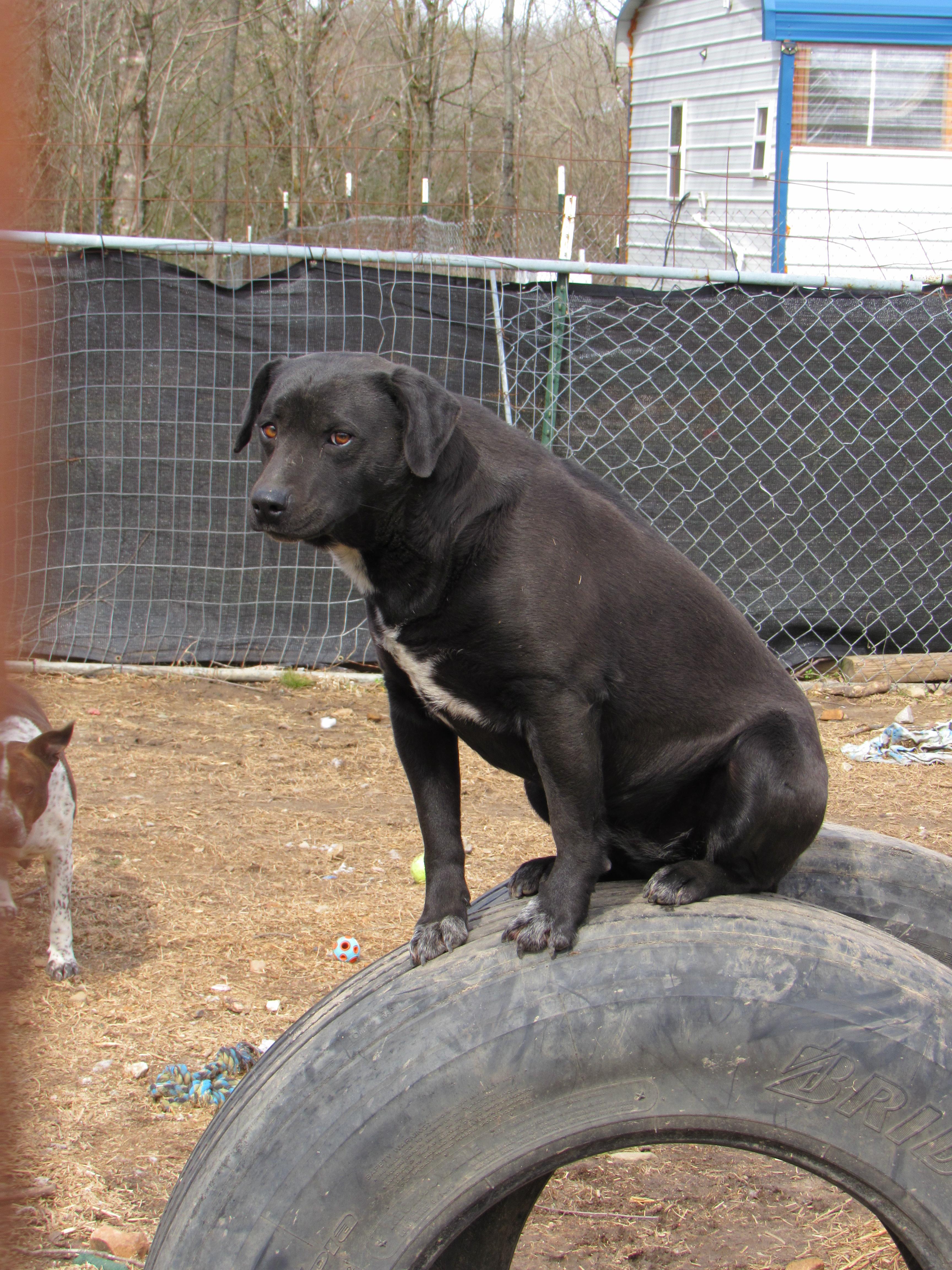 Enlarge Mikko, a Adoptable mixed breed in Tracy City , TN image 3/3