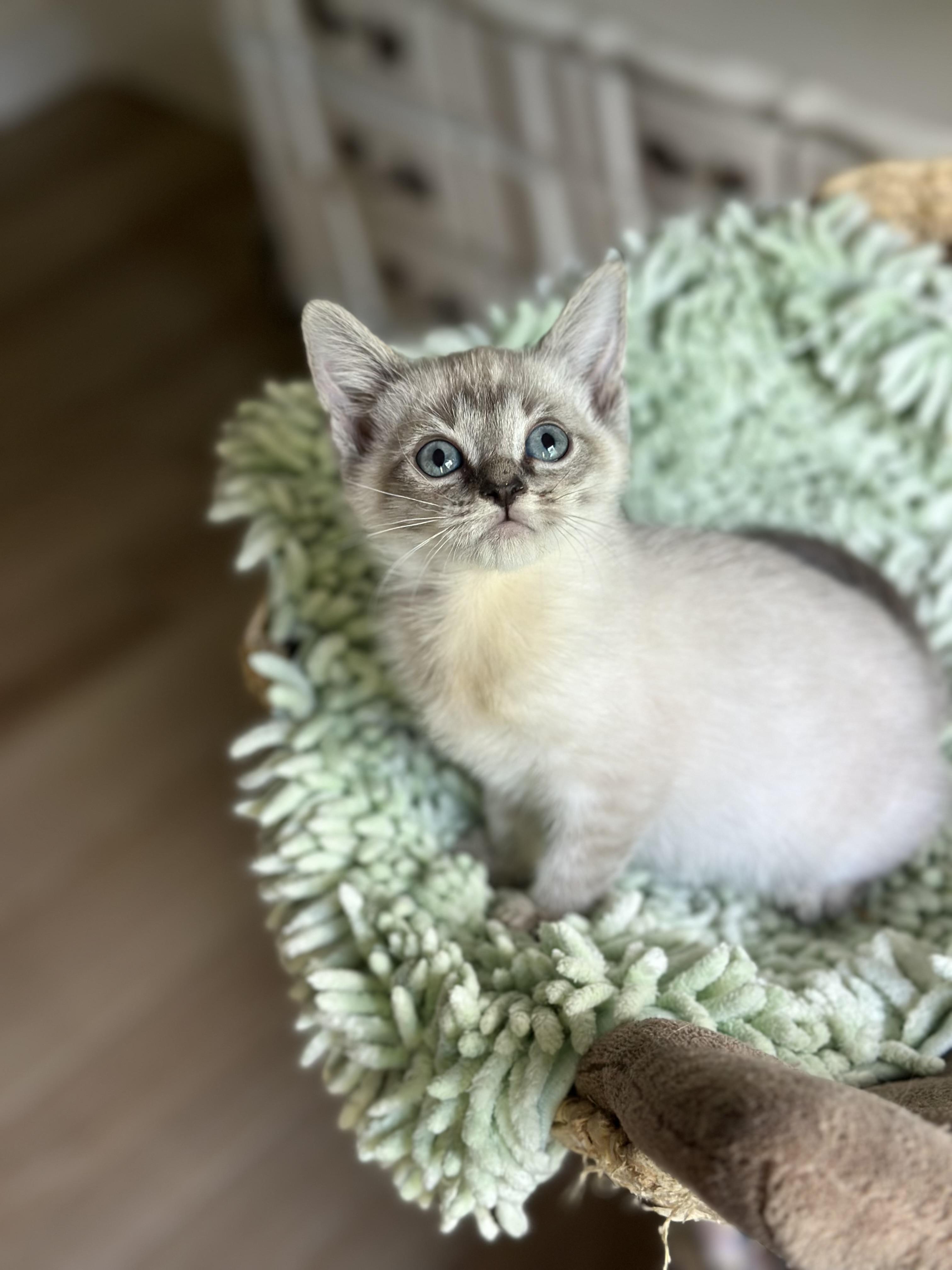 Enlarge Dale (bottle baby) WATCH VIDEO, an adopted Siamese in Port Orange, FL image 3/3