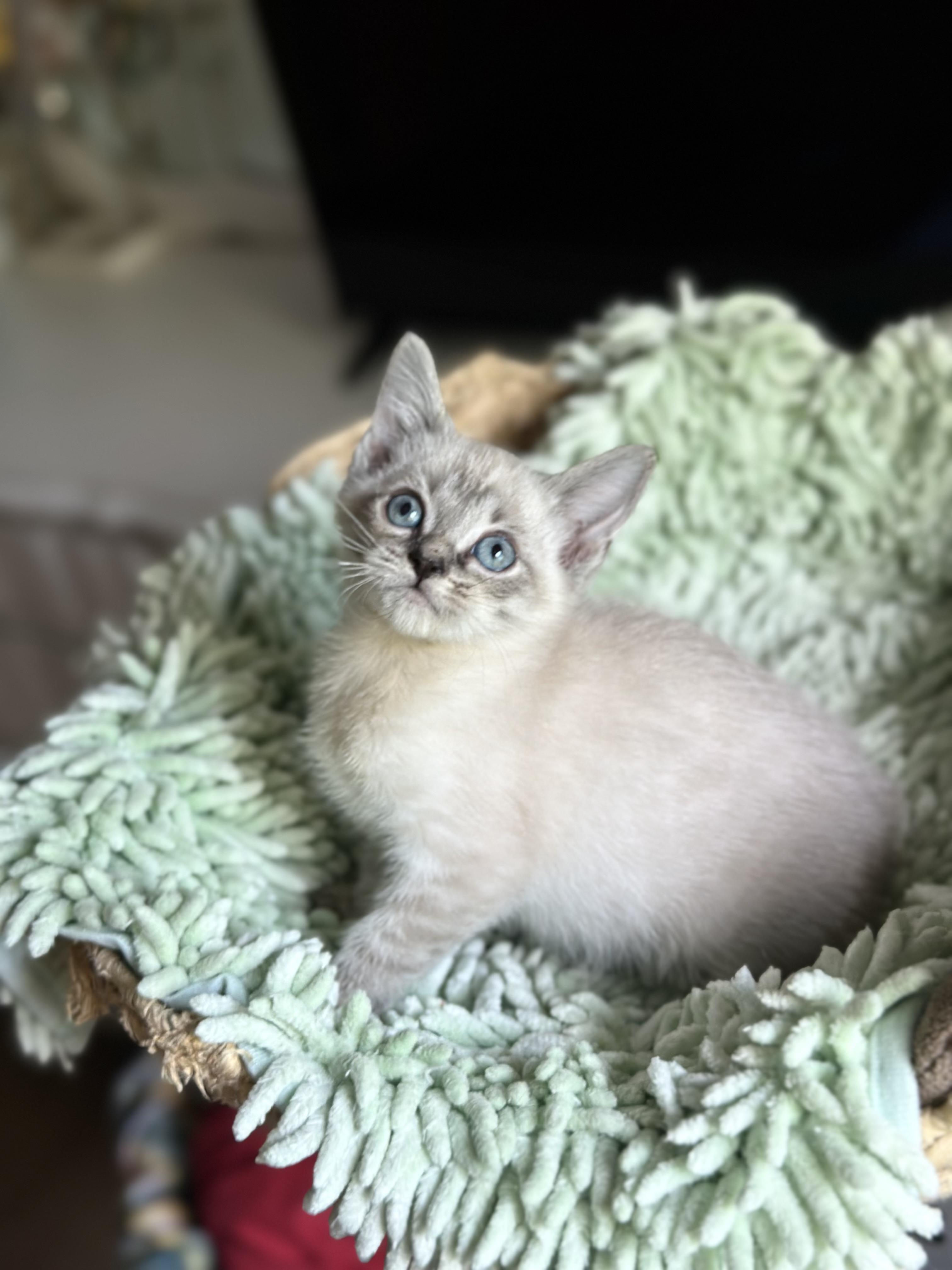 Dale (bottle baby) WATCH VIDEO, adopted, Kitten Male Siamese.