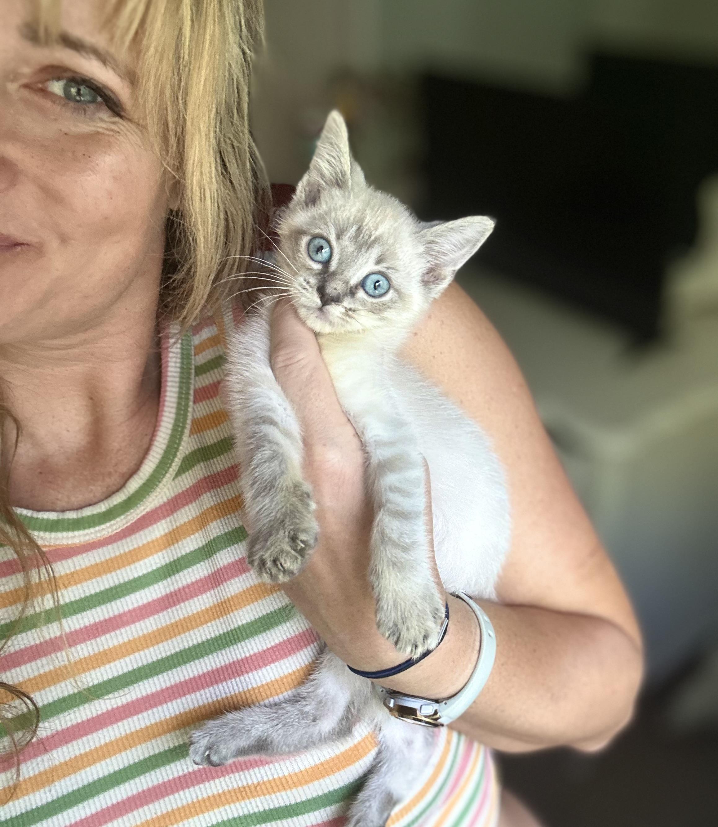 Enlarge Dale (bottle baby) WATCH VIDEO, an adopted Siamese in Port Orange, FL image 2/3