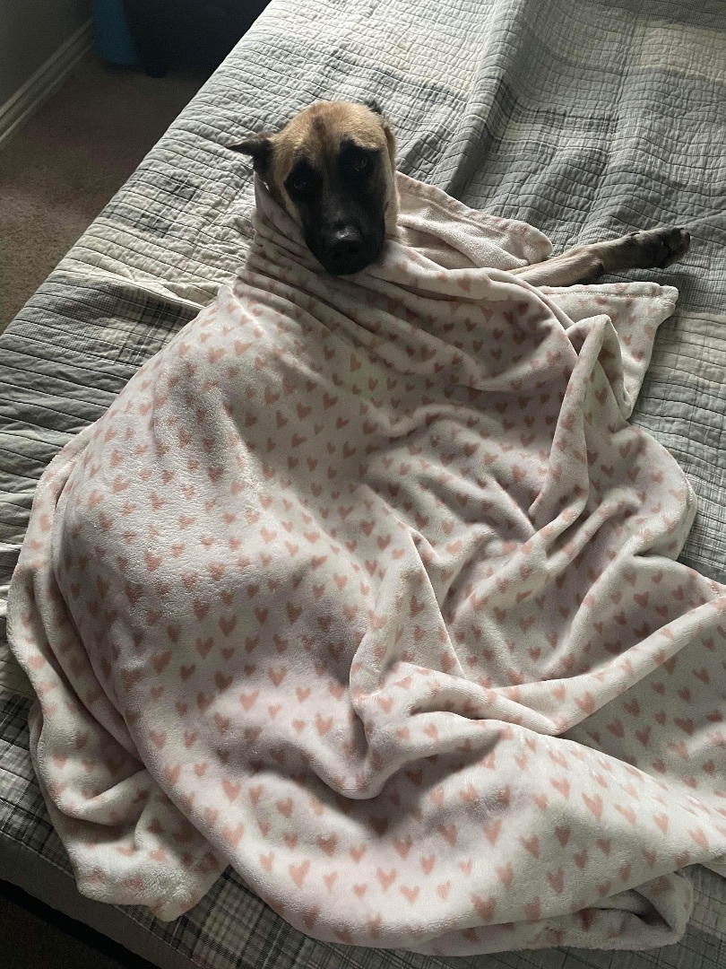 Skye, Adopted, Adult Female Belgian Shepherd / Malinois.