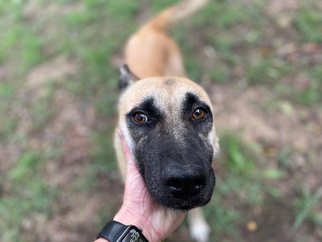 Skye, a Adopted Belgian Shepherd / Malinois in Brookeville, MD image 2/6
