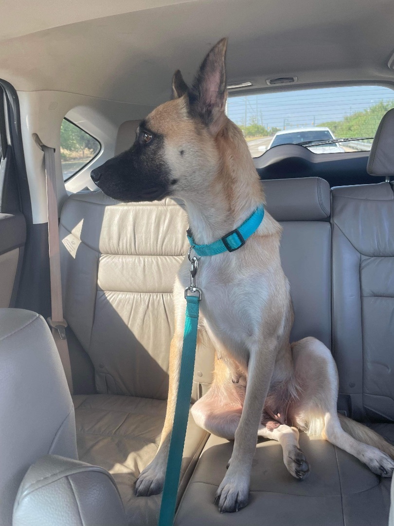 Skye, a Adopted Belgian Shepherd / Malinois in Brookeville, MD image 3/6