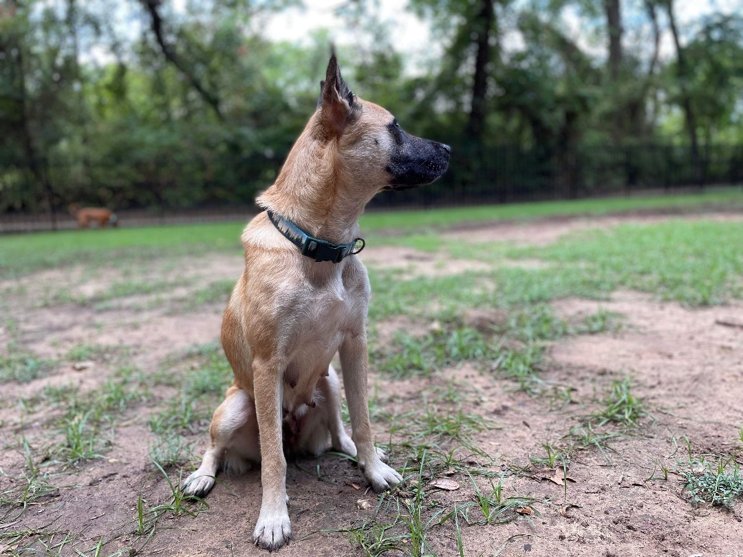 Skye, a Adopted Belgian Shepherd / Malinois in Brookeville, MD image 4/6